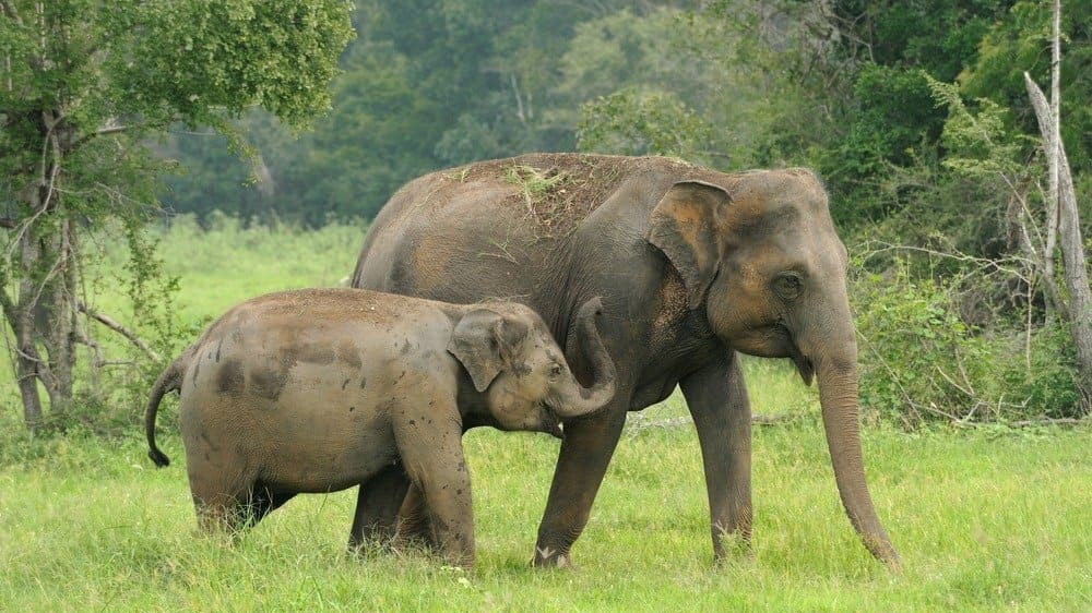 Sri Lanka Cultural & Adventure Tour Package