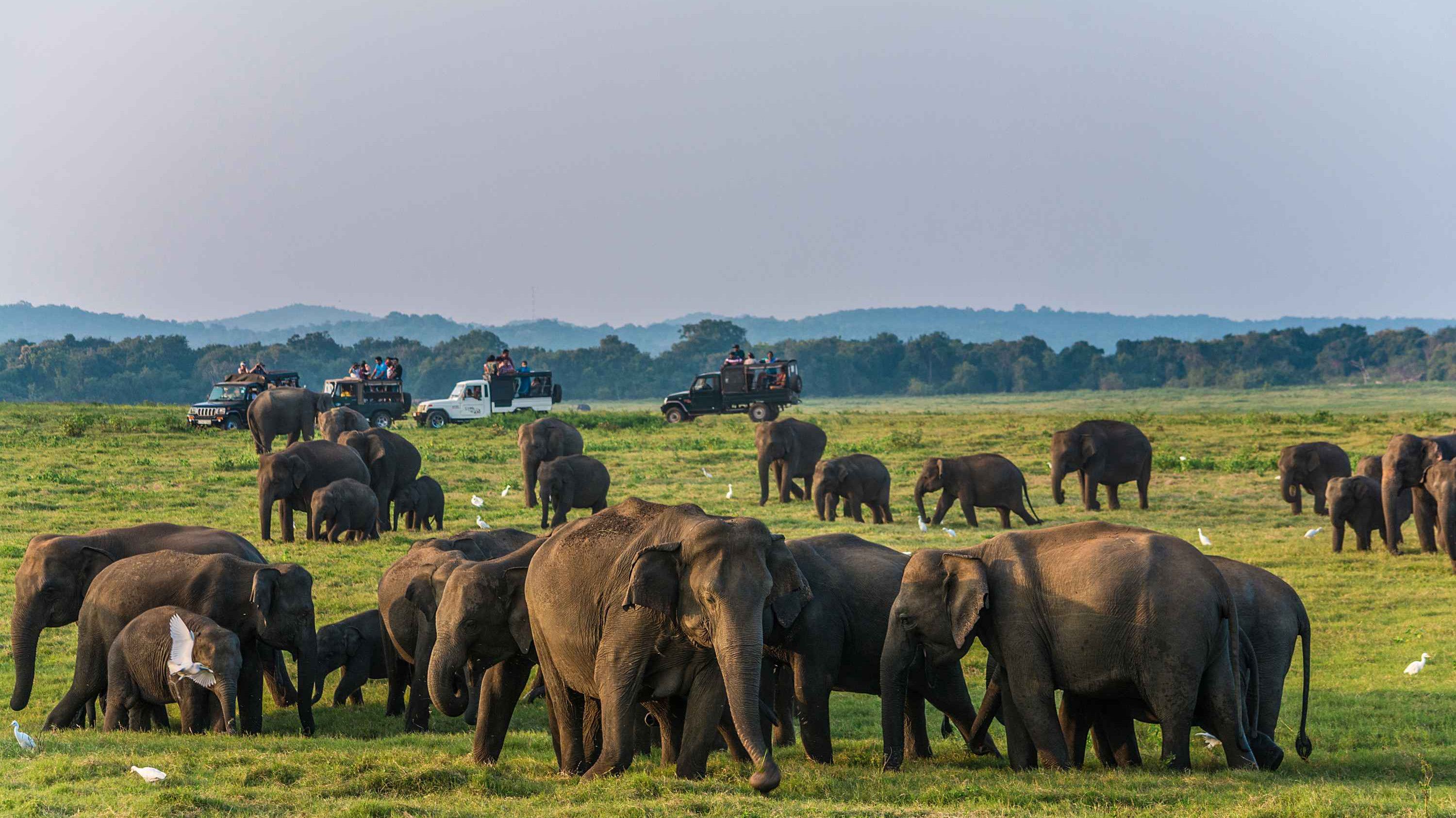 Travel Sri Lanka Safari Tour Package