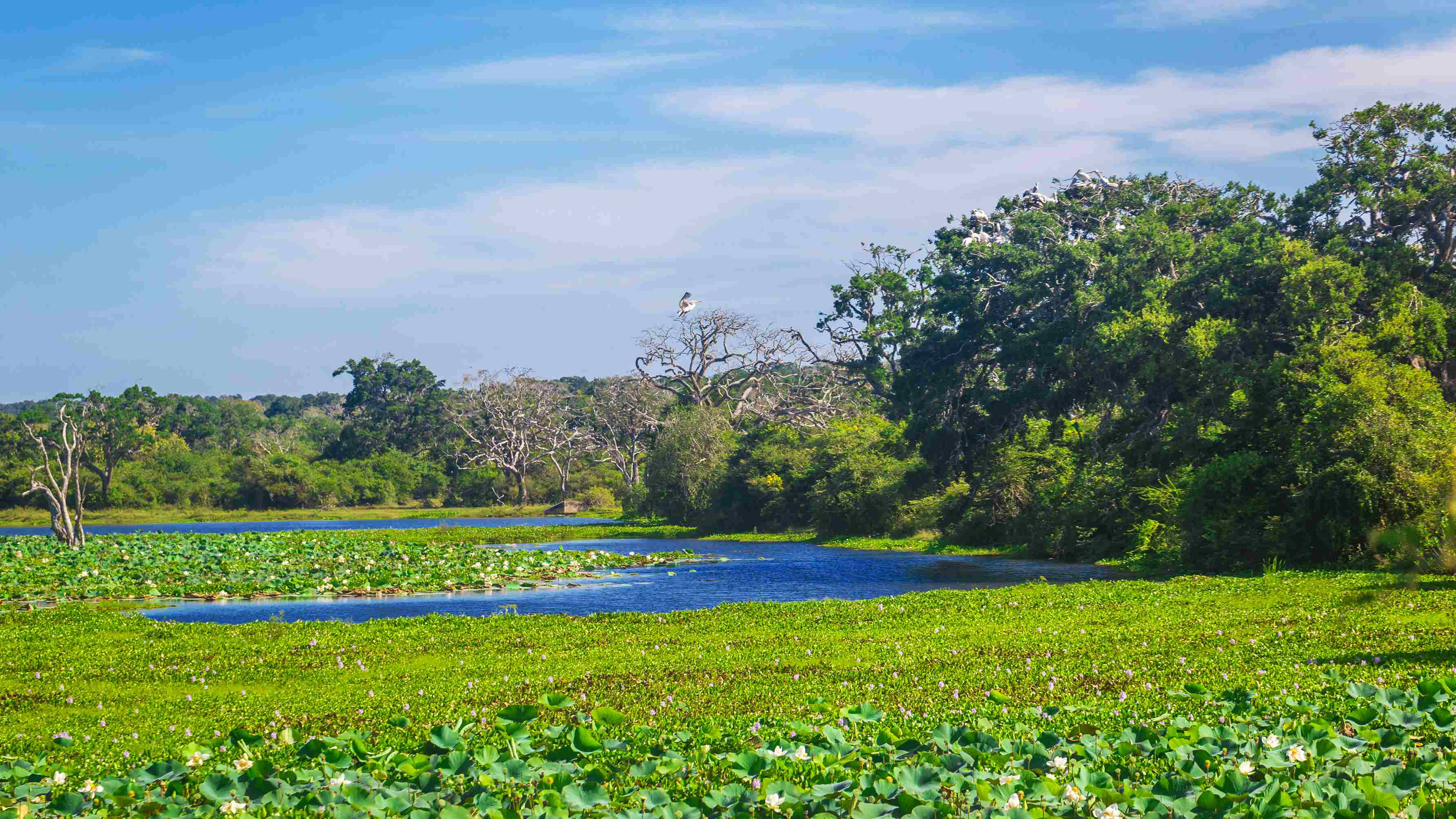 Discover Sri Lanka South Tour Package