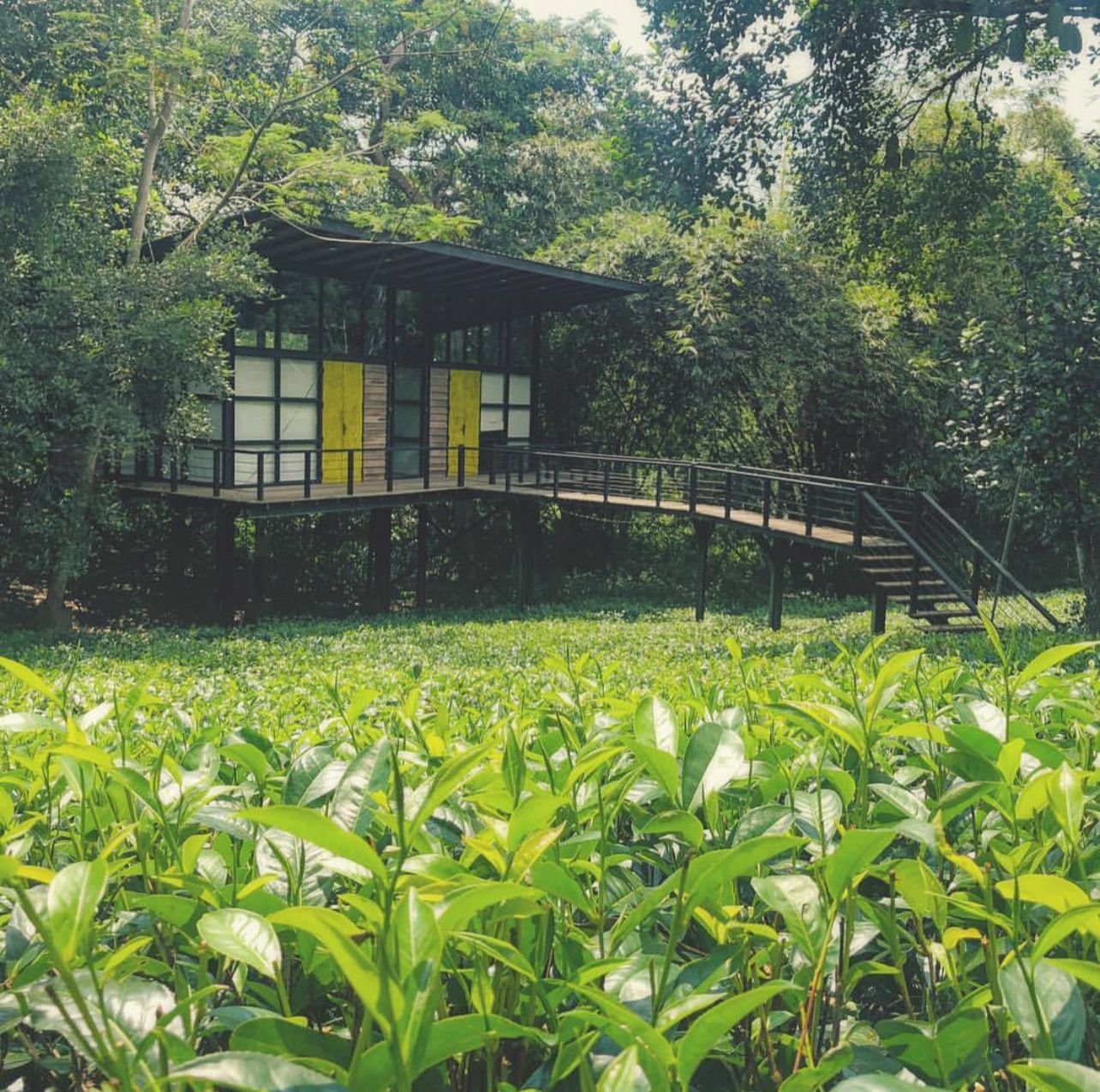 Treehouse