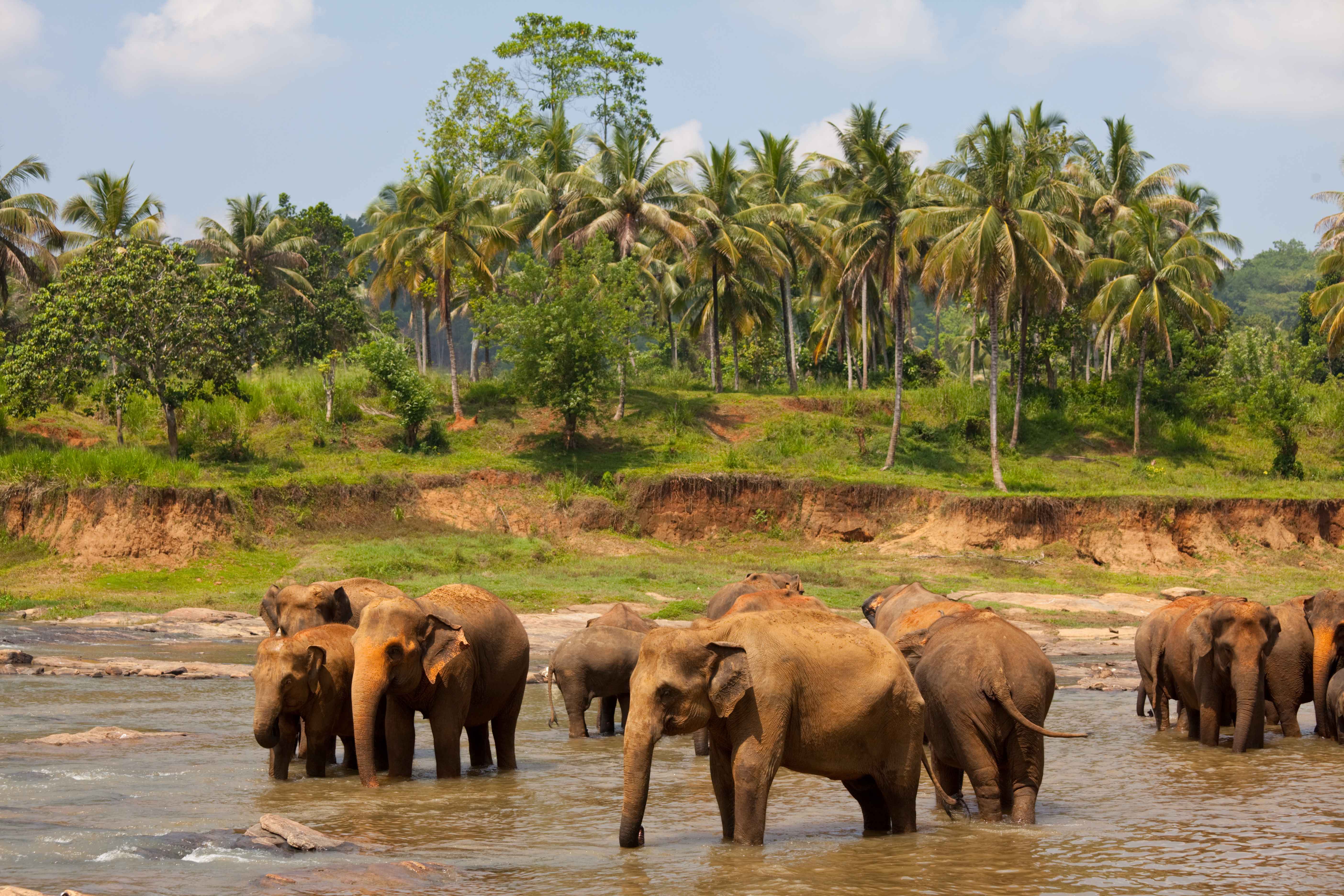 Pinnawala Elephant Orphanage